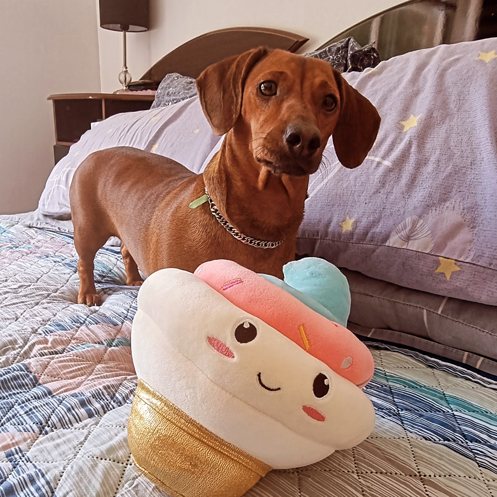Agatha, la perrita salchicha